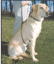 Mendota EZ Trainer 8 foot Dog Training Lead